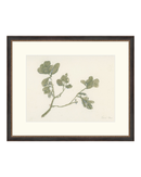 Pastel Mistletoe