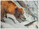 Bear Feeding - Print