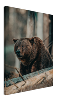 Bear in the Forest - Print