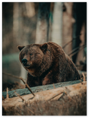 Bear in the Forest - Print
