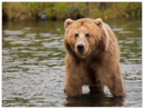 Bear in the Lake - Print