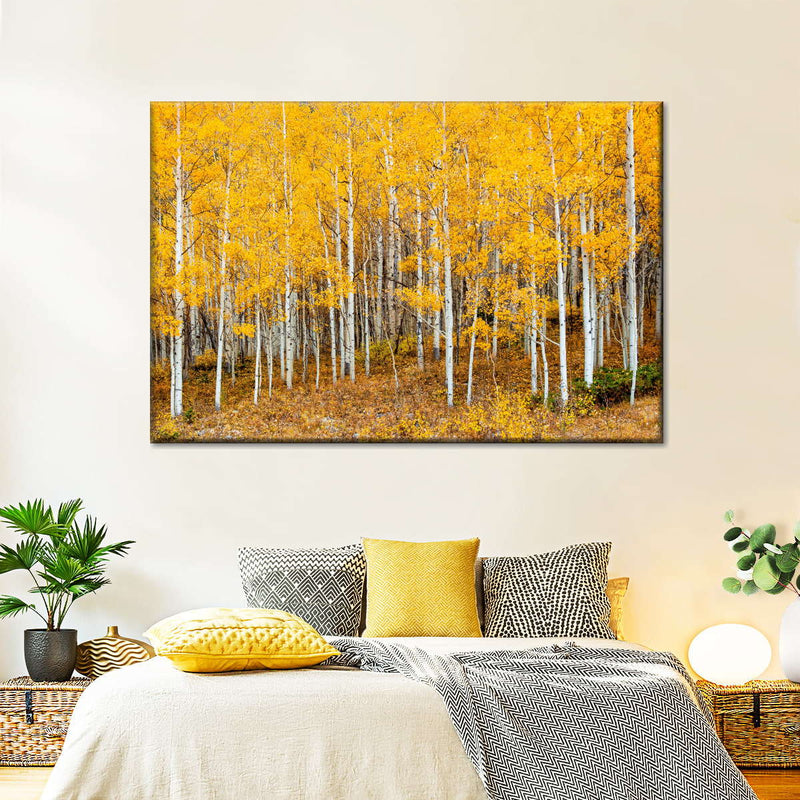 Colorado Aspen Forest Wall Art