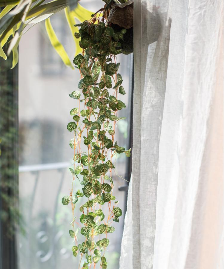 Begonia Leaf Hanging Vine 27