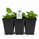 Chic & Shady Live Plant Landscape Kit | Prairie Legacy Inc.