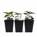 Rain Garden Live Plant Landscape Kit | Prairie Legacy Inc.