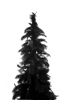 Black Ostrich Feather Tree