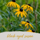 Mini Native Short Salt & Clay Seed Mix | Prairie Legacy Inc.