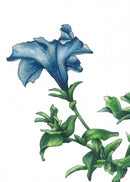 Blue - Open Edition Paper Print