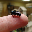 Spring Mason Bees (40ct)