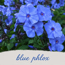 Chic & Shady Live Plant Landscape Kit | Prairie Legacy Inc.