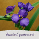 Front Yard Friendly Live Plant Landscape Kit | Prairie Legacy Inc.