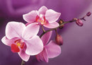 Branch of Orchids WD038 14.9 x 10.6 inches Wizardi Diamond Painting Kit
