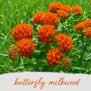 Mini Native Short Pollinator Patch Seed Mix | Prairie Legacy Inc.