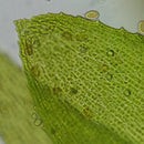 Erudit Basic Bino 40x-400x Microscope