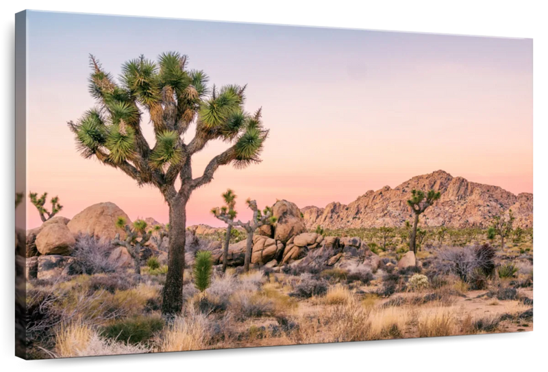 Joshua Tree Patch Wall Art