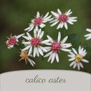 Chic & Shady Live Plant Landscape Kit | Prairie Legacy Inc.