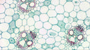 MicrOkular Full HD Eyepiece Camera for Microscopes and Telescopes