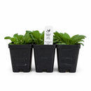 Rain Garden Live Plant Landscape Kit | Prairie Legacy Inc.
