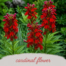 Rain Garden Live Plant Landscape Kit | Prairie Legacy Inc.