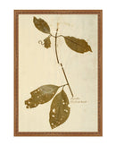Herbarium IV