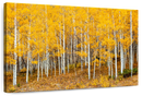 Colorado Aspen Forest Wall Art