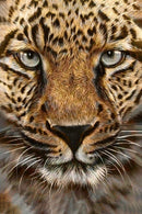 Cheetah CS069 7.9 x 11.8 inches Crafting Spark Diamond Painting Kit