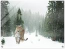 Cheetah In Snow - Print