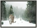 Cheetah In Snow - Print