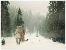 Cheetah In Snow - Print