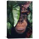 Chimpanzee Canvas