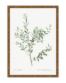 Classic Botanical II