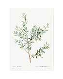 Classic Botanical II