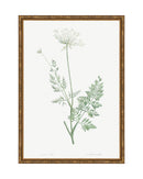 Classic Botanical V