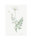 Classic Botanical V