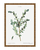 Classic Botanical III