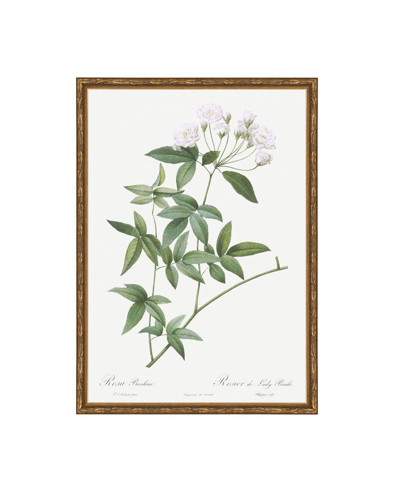 【Ebi Botanical Life】 Designart 'Ancient Plant Life IX' Traditional Framed Art Print