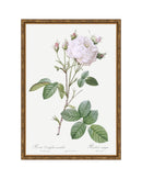 Classic Botanical VIII