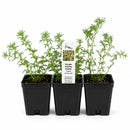 Rain Garden Live Plant Landscape Kit | Prairie Legacy Inc.