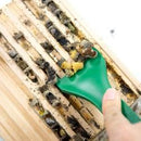 Cocoon Harvesting Comb