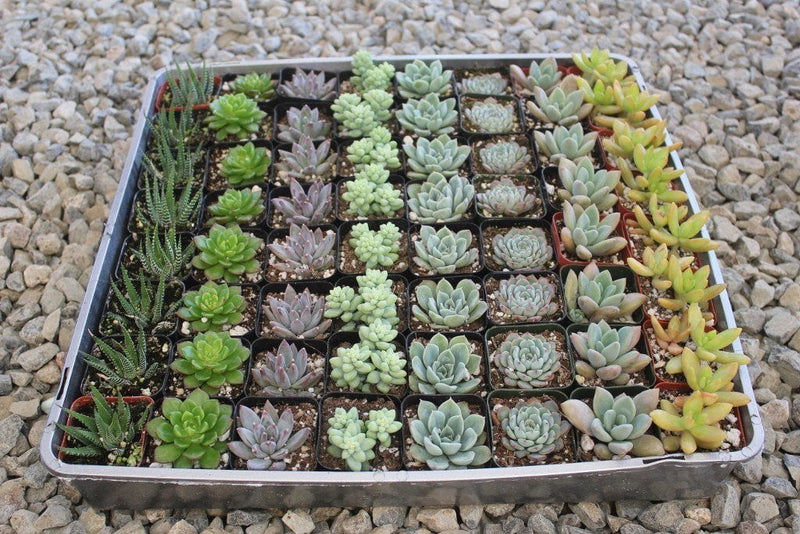 2" Wedding Favor Bulk Succulents