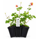 Front Yard Friendly Live Plant Landscape Kit | Prairie Legacy Inc.