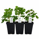 Hummingbird Garden Live Plant Landscape Kit | Prairie Legacy Inc.