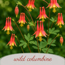 Hummingbird Wildflower Bundle | Tall & Short Mini Mixes | Prairie Legacy Inc.
