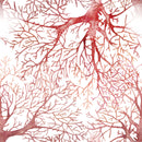Coral Tree Wallpaper