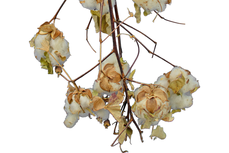 Cotton Stalk Natural Branch