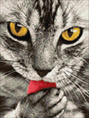 Crafting Spark Diamond Painting Kit Kitten CS2533 7.87 x 11.81 inches