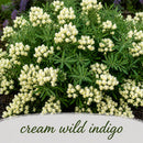 Deer & Rabbit Resistent Wildflower Bundle | Tall & Short Mini Mixes | Prairie Legacy Inc.
