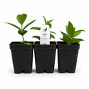 Hummingbird Garden Live Plant Landscape Kit | Prairie Legacy Inc.