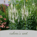 Hummingbird Garden Live Plant Landscape Kit | Prairie Legacy Inc.
