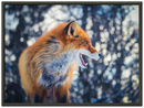 Curious Fox - Print